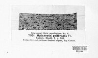 Gibberella pulicaris image